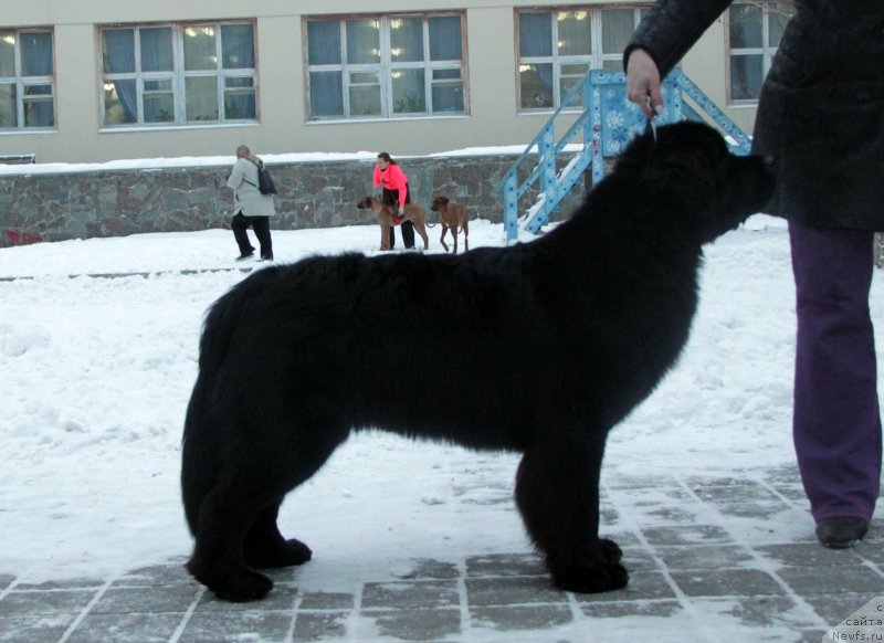 Фото: ньюфаундленд Аквиан Сонг Идзуми