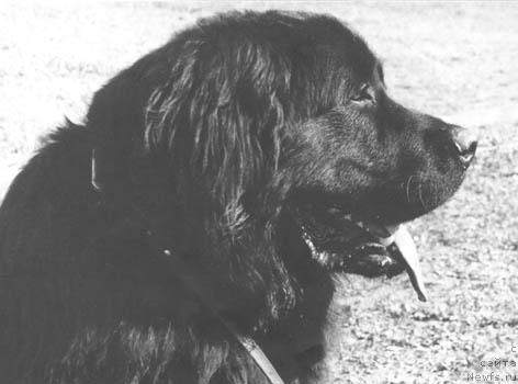 Фото: ньюфаундленд Хан Зар