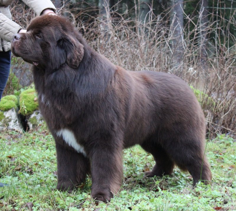 Фотография № 141103