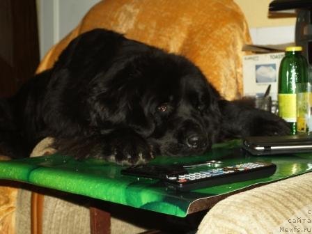 Фото: ньюфаундленд Понтус Пит