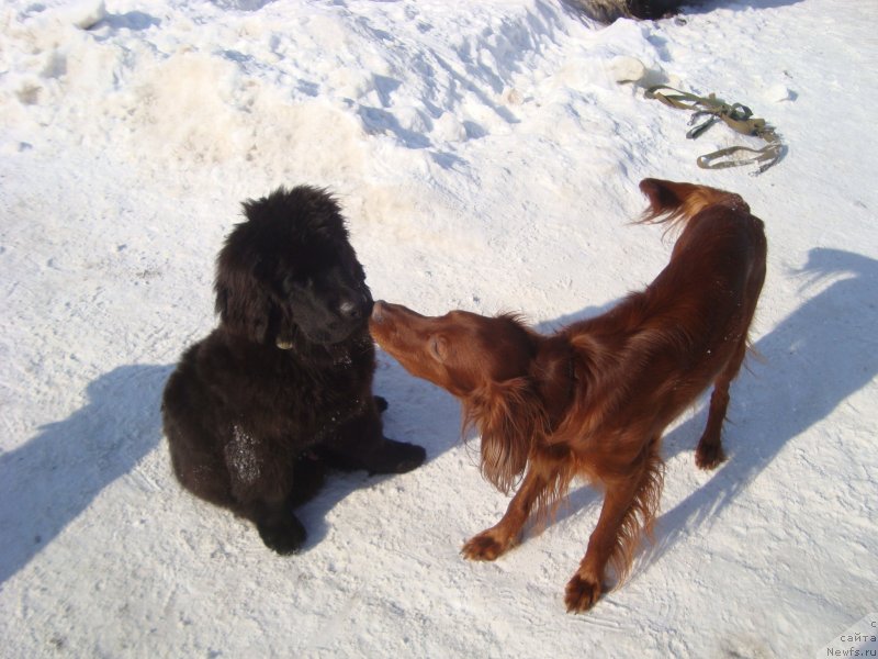 Фото: ньюфаундленд Потап Олан