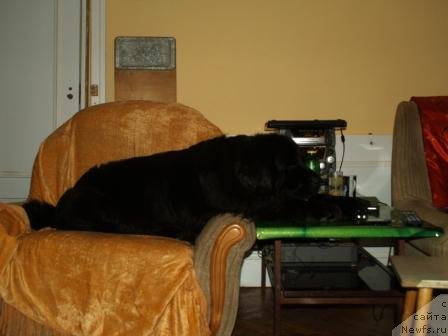 Фото: ньюфаундленд Понтус Пит