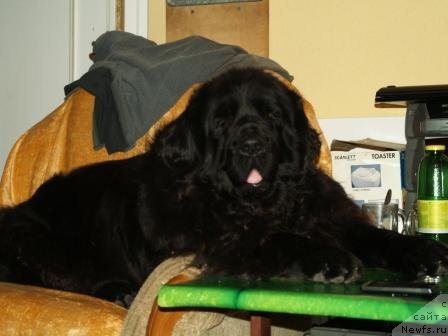 Фото: ньюфаундленд Понтус Пит