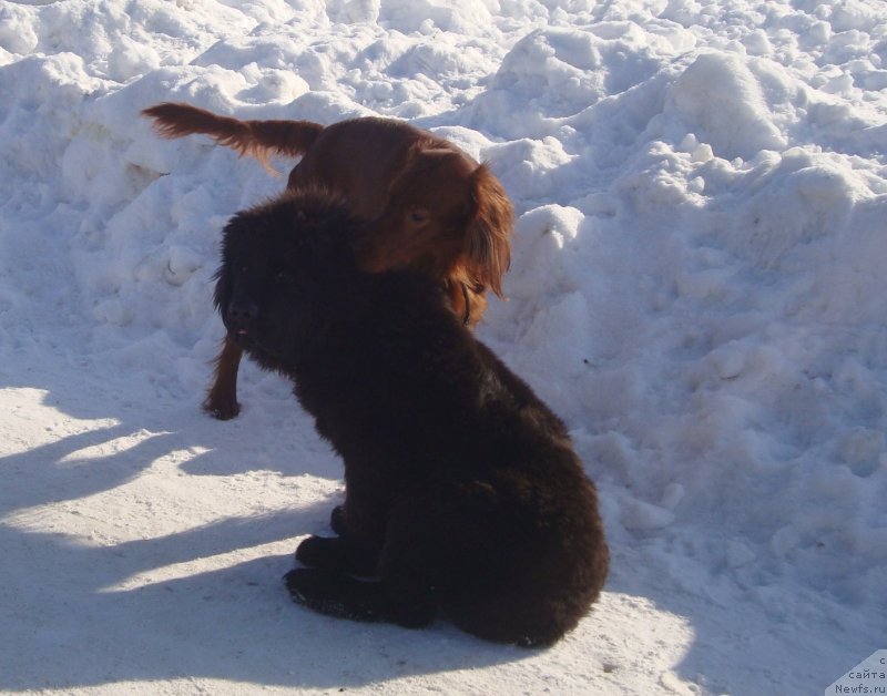 Фото: ньюфаундленд Потап Олан