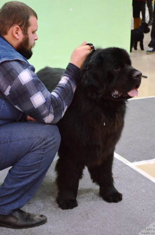 Фото: ньюфаундленд Velyke Malyatko Vernyj Krasen'Tim