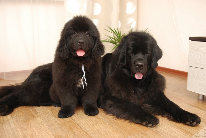 Фото: ньюфаундленд Формула Любви от Сибирского Медведя, Geneva Moon Bear