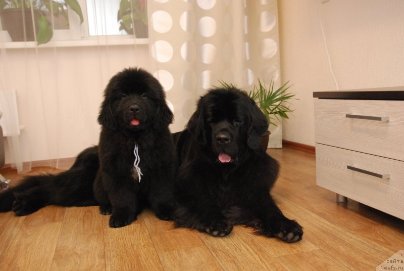 Фото: ньюфаундленд Формула Любви от Сибирского Медведя, Geneva Moon Bear