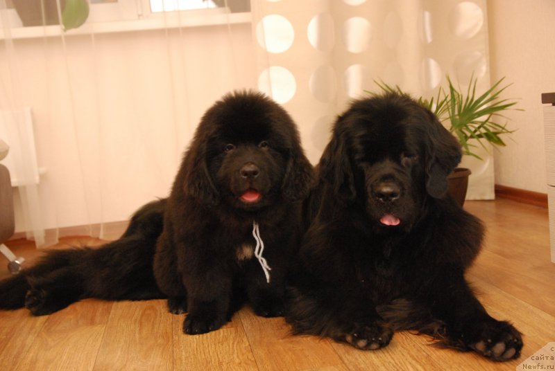 Фото: ньюфаундленд Формула Любви от Сибирского Медведя, Geneva Moon Bear