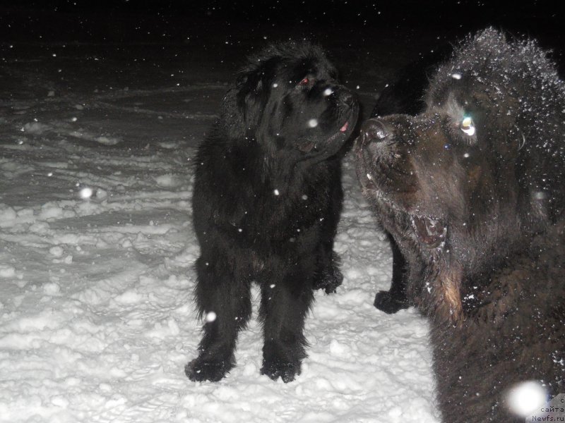 Фото: ньюфаундленд Топтыжка Николетта, ньюфаундленд Топтыжка Галатея Морская Нереида (Toptyzhka Galatea Morskaya Nereida)