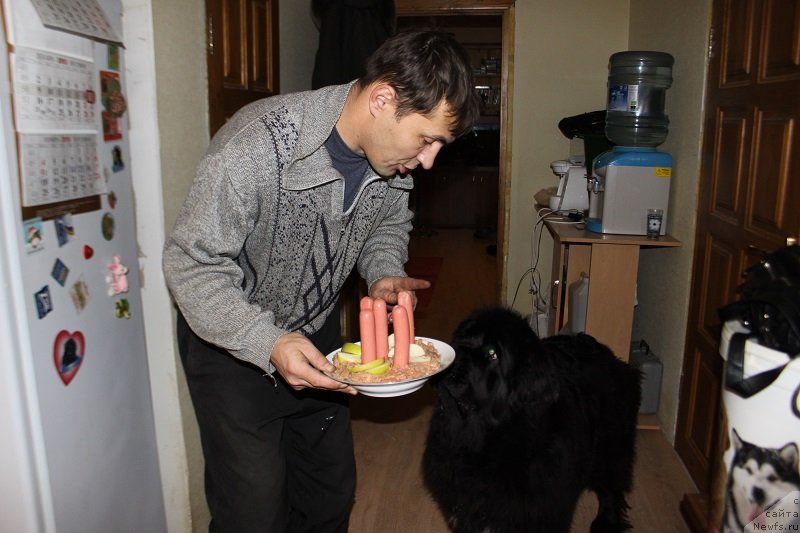 Фото: ньюфаундленд Топтыжка Сияние от Айсберга, 5 лет