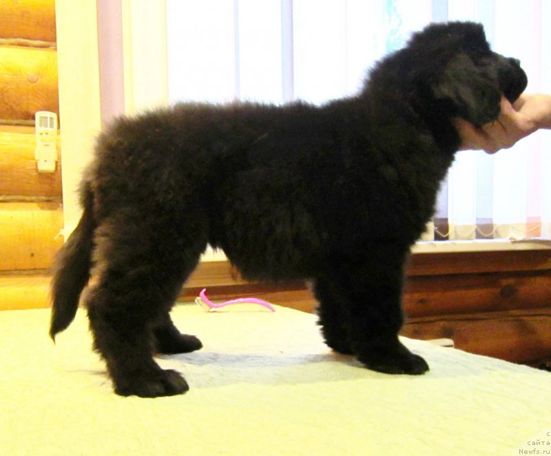 Фото: ньюфаундленд Закария Аиша Имперская