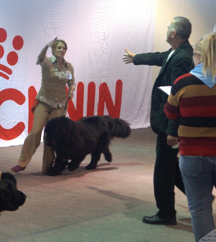 Фото: ньюфаундленд Чарующий Чезарио (Charuyuschiy Chezario)
