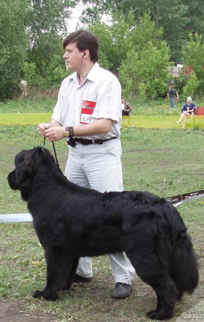 Фото: Олег Бочаров, ньюфаундленд Маг Исполин Копперфильд
