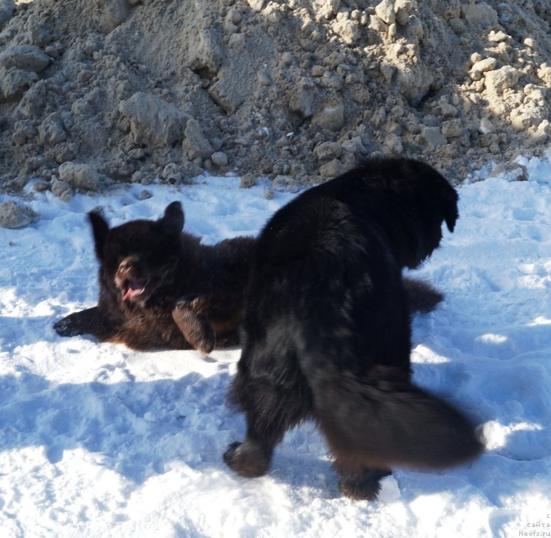 Фото: ньюфаундленд Чарующий Чезарио (Charuyuschiy Chezario), ньюфаундленд Хохотушка с Берега Дона (Hohotushka s Berega Dona)