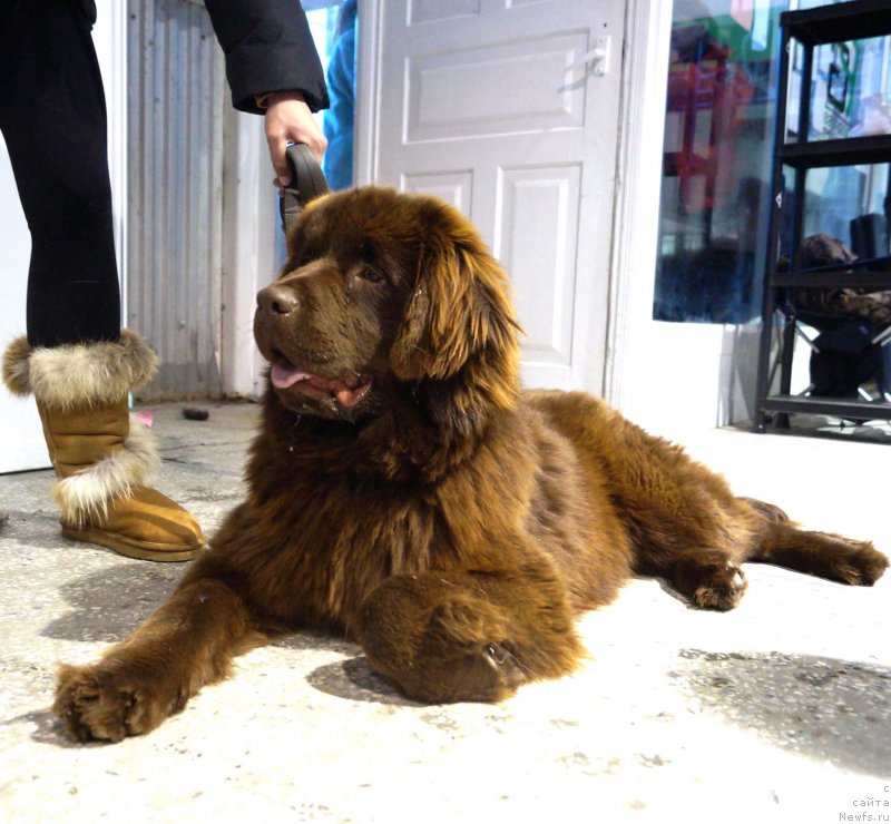 Фото: ньюфаундленд Шардоне с Берега Дона