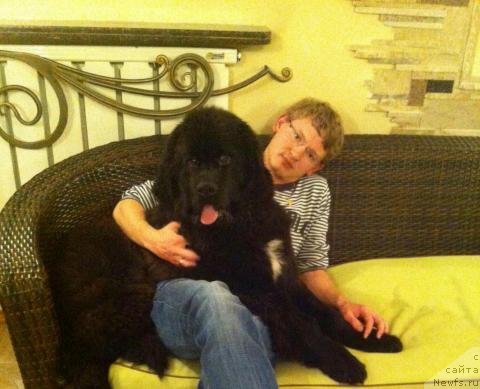 Фото: ньюфаундленд Гарден Оф Зе Старс