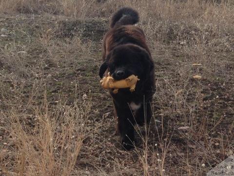 Фото: ньюфаундленд Гарден Оф Зе Старс