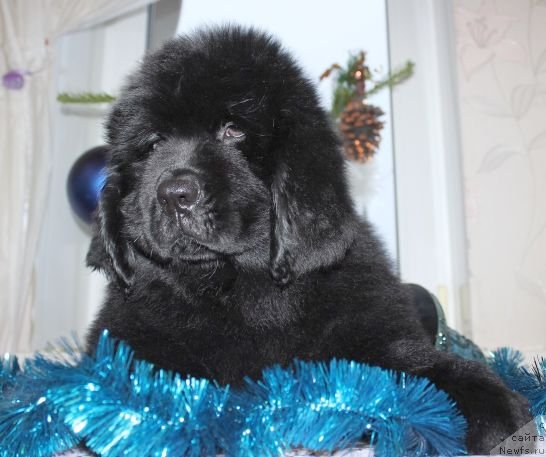 Фото: ньюфаундленд Дар Свезы Юника Сагитта (Dar Svezy Unika Sagitta)