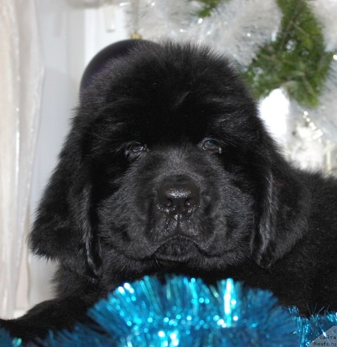 Фото: ньюфаундленд Дар Свезы Юника Сагитта (Dar Svezy Unika Sagitta)