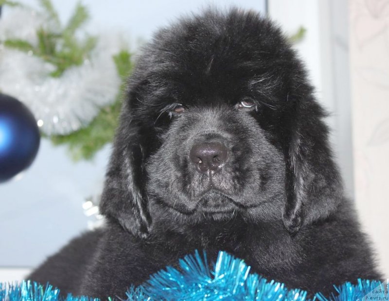 Фото: ньюфаундленд Дар Свезы Юника Сагитта (Dar Svezy Unika Sagitta)