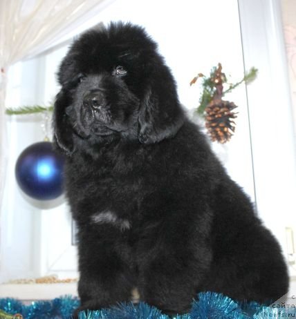 Фото: ньюфаундленд Дар Свезы Юника Сагитта (Dar Svezy Unika Sagitta)