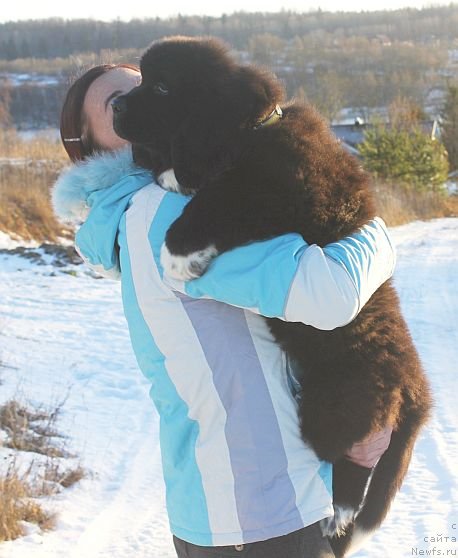 Фото: ньюфаундленд Дар Свезы Юника Сагитта (Dar Svezy Unika Sagitta)