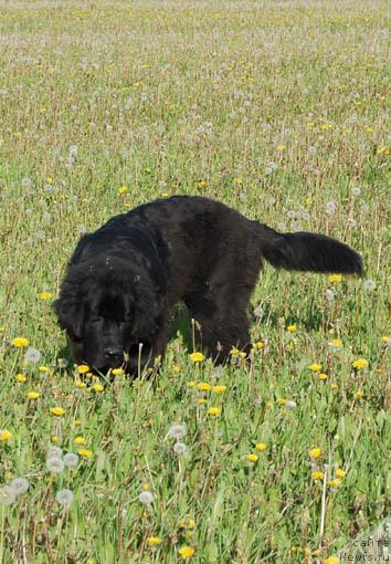 Фото: ньюфаундленд Сент Джонс Орфей