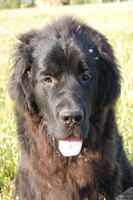 Фото: ньюфаундленд Сент Джонс Орфей