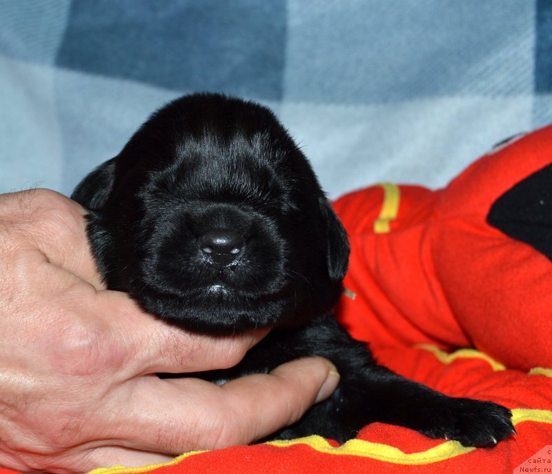 Фото: ньюфаундленд Акватория Келвин Кадриль (Aquatoriya Kelvin Kadril)