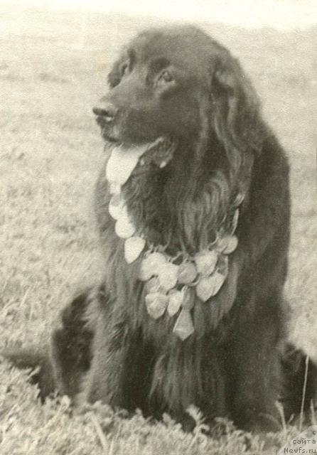 Фото: ньюфаундленд Лора