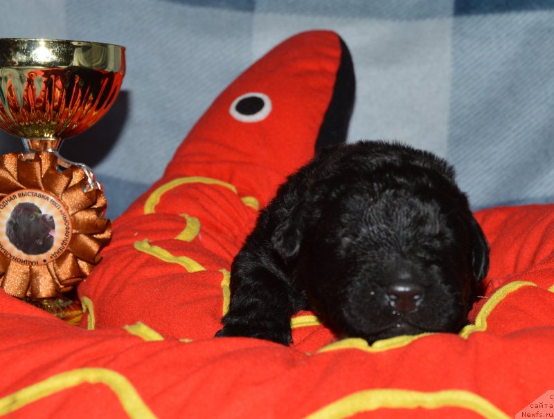 Фото: ньюфаундленд Акватория Келвин Кадриль (Aquatoriya Kelvin Kadril)