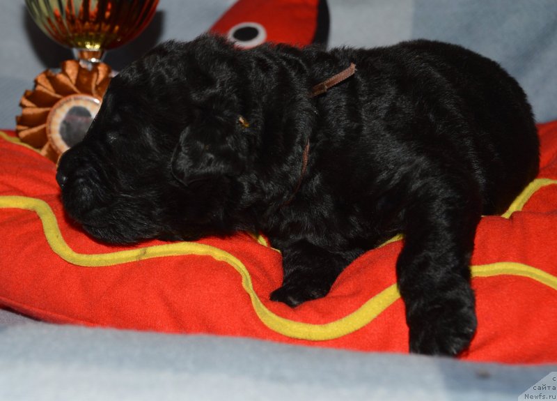 Фото: ньюфаундленд Акватория Келвин Кадриль (Aquatoriya Kelvin Kadril)