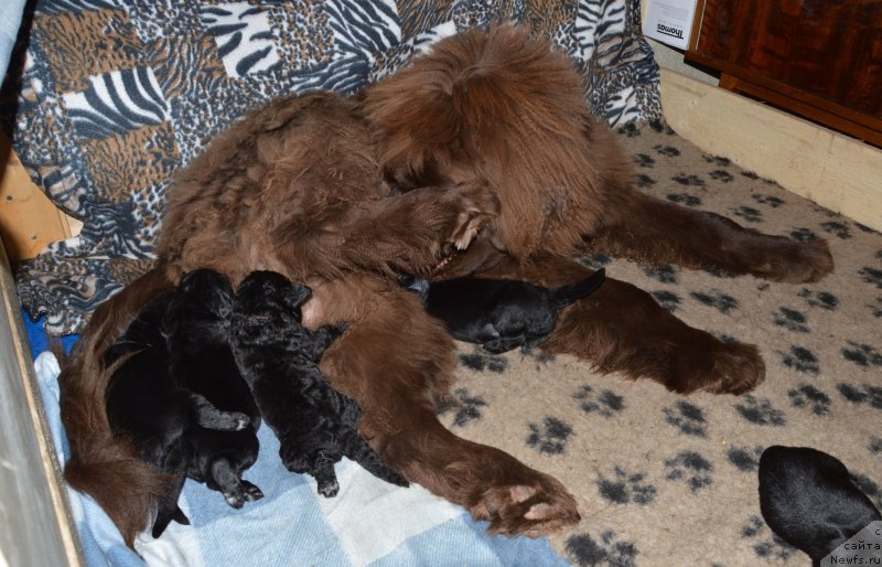 Фотография № 141212