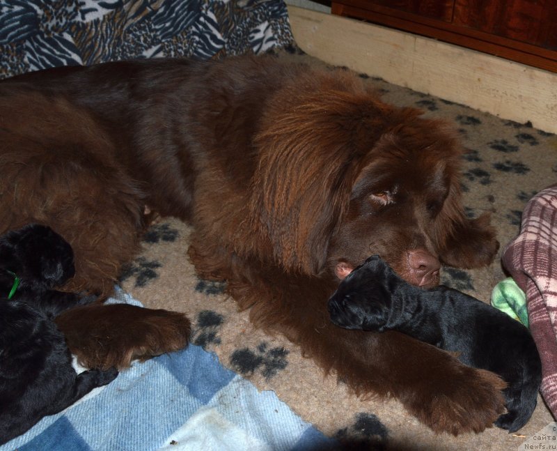 Фотография № 141215