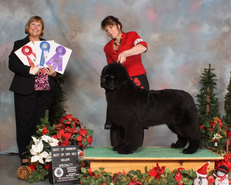 Фото: ньюфаундленд Сент Джонс Зое оф Май Квин фор Сеабрук (Sent Djons Zoe my Queen for Seabrook)