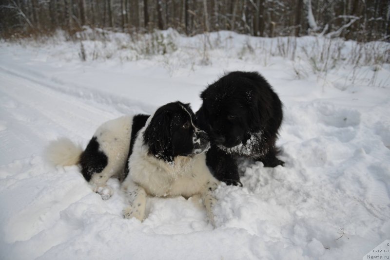 Фото: ньюфаундленд Сент Джонс Виола зе Фловэр (Sent Djons Viola The Flower)