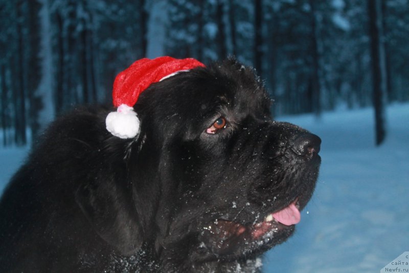 Фото: ньюфаундленд Омар Шериф