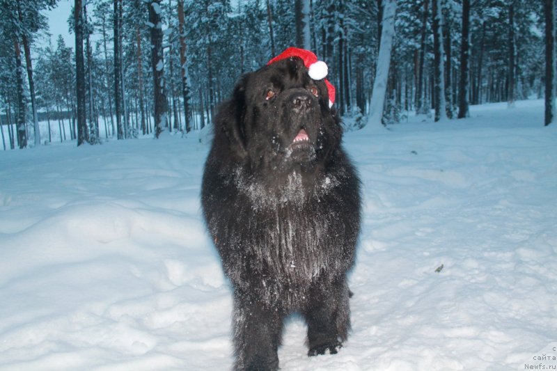 Фото: ньюфаундленд Омар Шериф