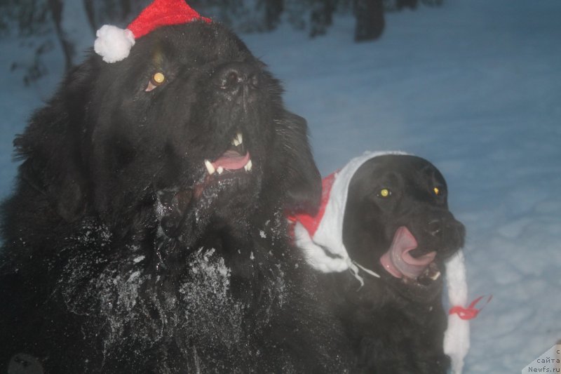 Фото: [d11664] и лабрадор Нора