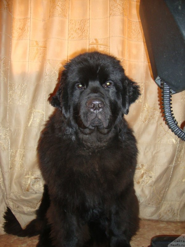 Фото: ньюфаундленд Сент Джонс Заура (Sent Djons Zaura)