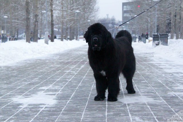 Фото: ньюфаундленд Аквиан Сонг Идзуми