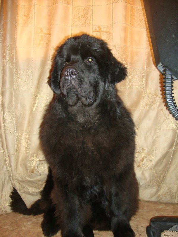 Фото: ньюфаундленд Сент Джонс Заура (Sent Djons Zaura)