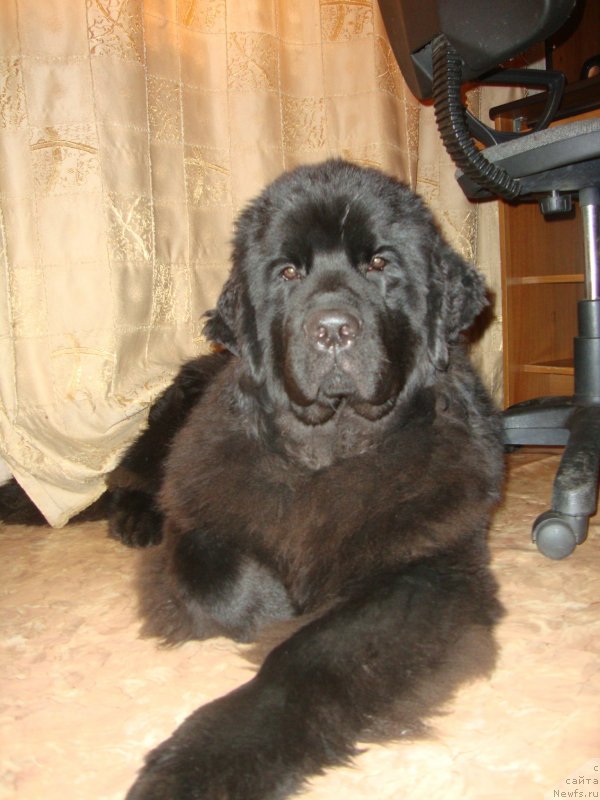 Фото: ньюфаундленд Сент Джонс Заура (Sent Djons Zaura)