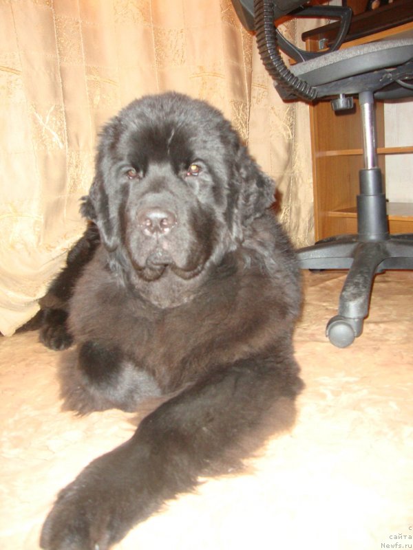 Фото: ньюфаундленд Сент Джонс Заура (Sent Djons Zaura)