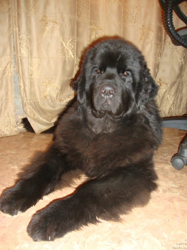 Фото: ньюфаундленд Сент Джонс Заура (Sent Djons Zaura)