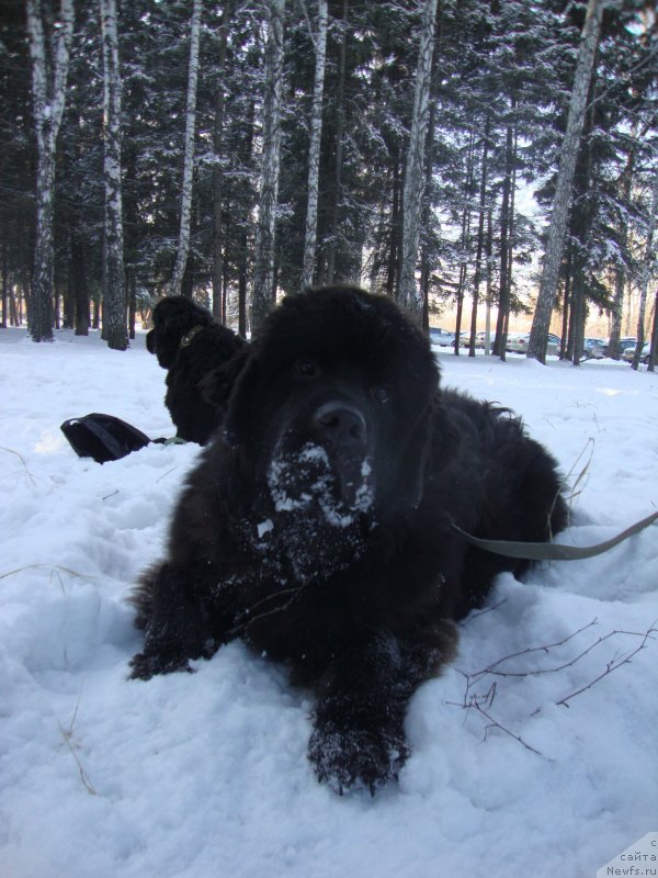 Фото: ньюфаундленд Сент Джонс Заура (Sent Djons Zaura)