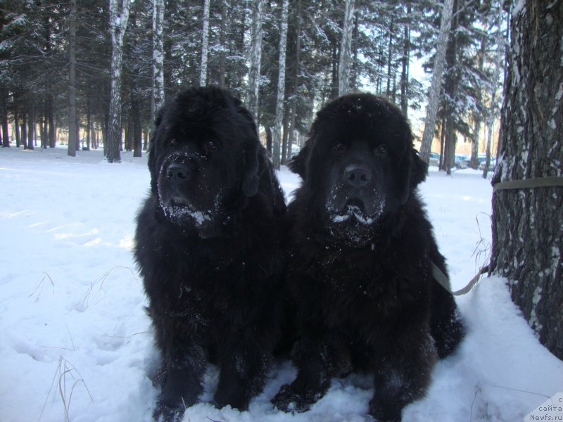 Фото: ньюфаундленд Сент Джонс Заура (Sent Djons Zaura), ньюфаундленд Ривьера от Сибирского Медведя