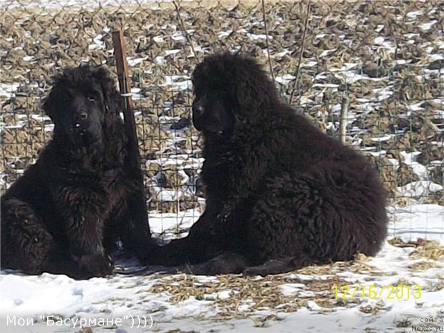 Фото: ньюфаундленд Супер Премиум Нао Дел Трато, ньюфаундленд Супер Премиум Немессис