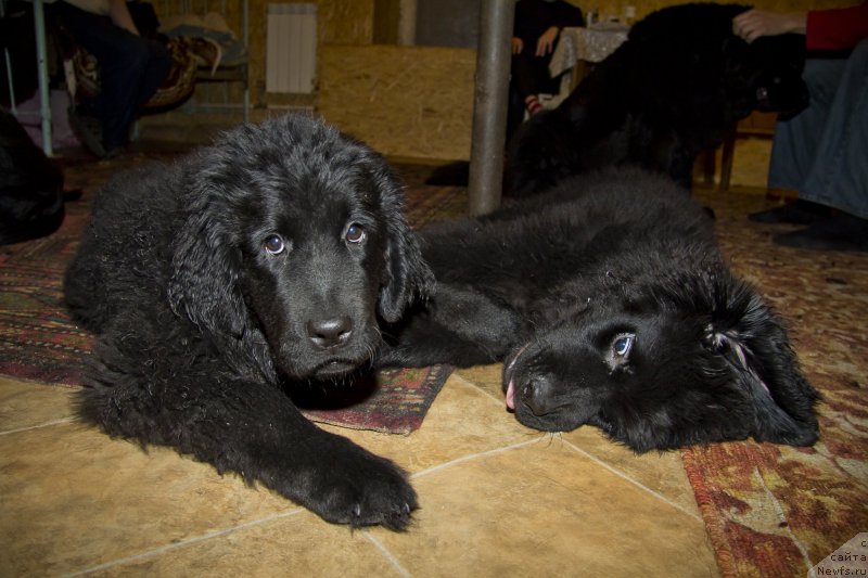 Фотография № 141257