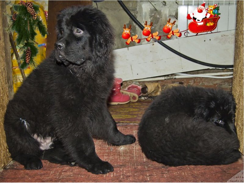 Фото: ньюфаундленд Черный Балу Добрыня, ньюфаундленд Черный Балу Донна